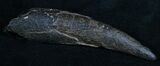 Fossil Sperm Whale Tooth - Georgia #6474-1